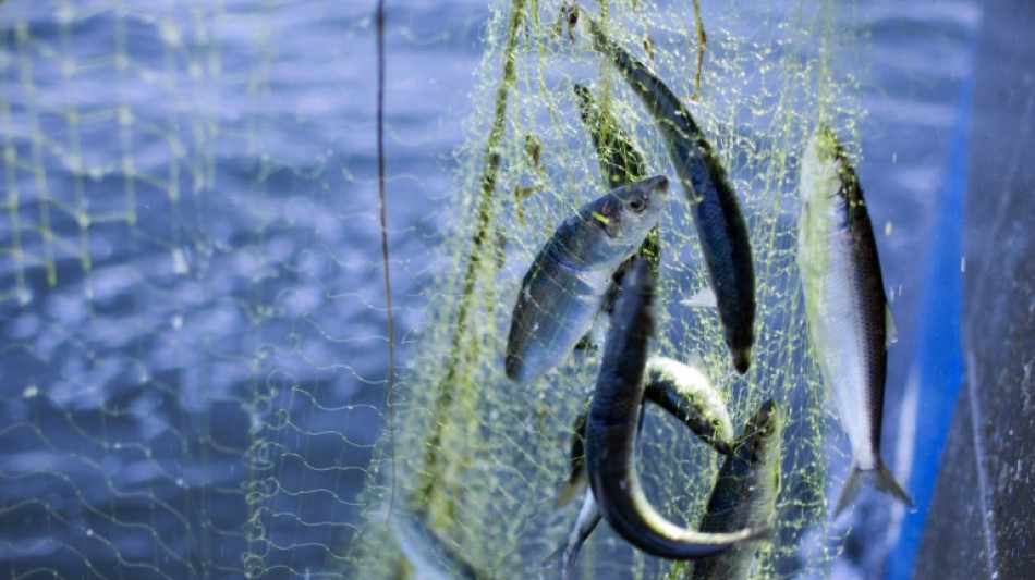 MSC: Nur jeder zweite Hering im Supermarkt aus nachhaltigen Beständen