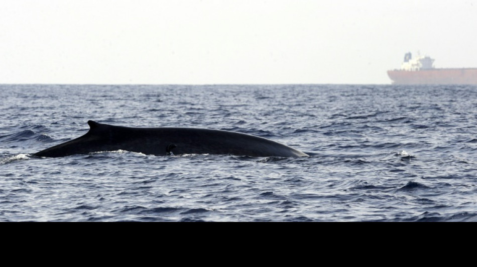 Gigante del transporte mar&iacute;timo cambia rutas para evitar las colisiones con ballenas de Sri Lanka