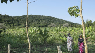 Cinco aldeas y un bosque de Kenia en el centro de la disputa mundial por tierras raras