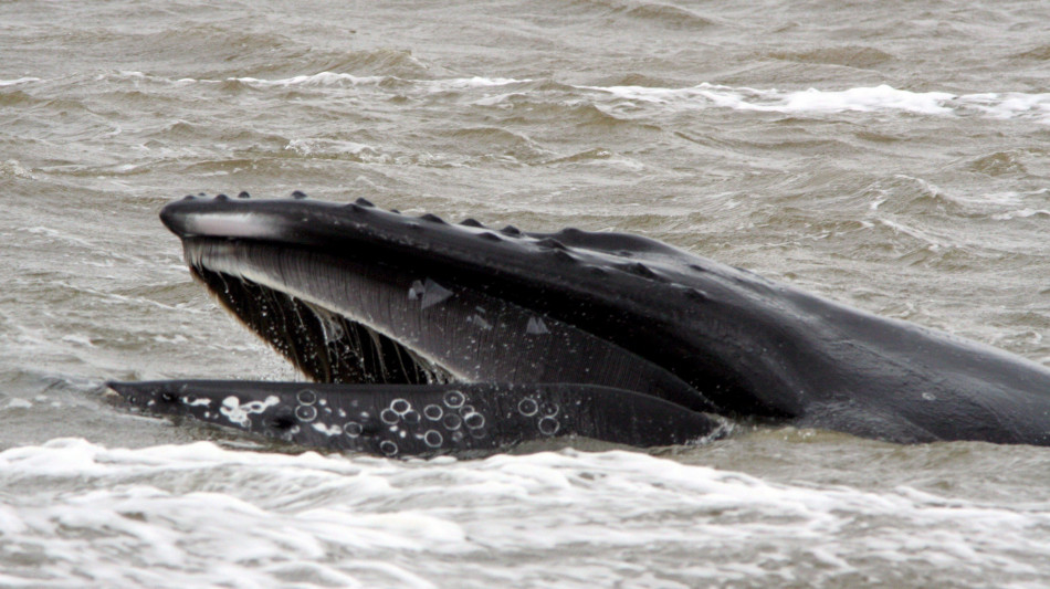 Le megattere partoriscono anche in viaggio, senza fermarsi