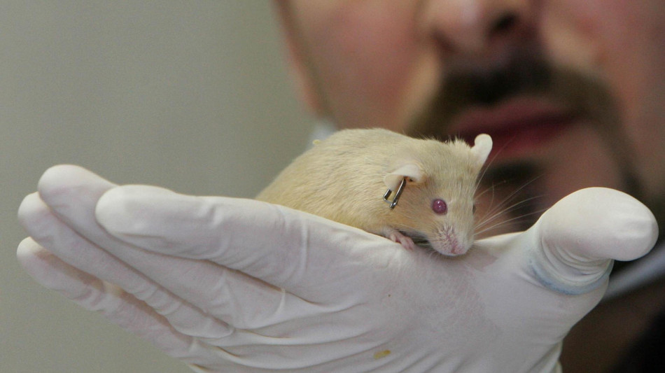 Gruppo 2003, 'soddisfazione per abrogazione divieti alla sperimentazione animale'