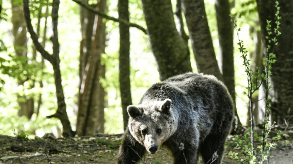 Mueren en Grecia tres osos en dos d&iacute;as y ONG denuncian la inacci&oacute;n de las autoridades