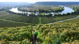 Strafzölle von Trump-Regierung: Deutsche Winzer sehen irreparable Schäden