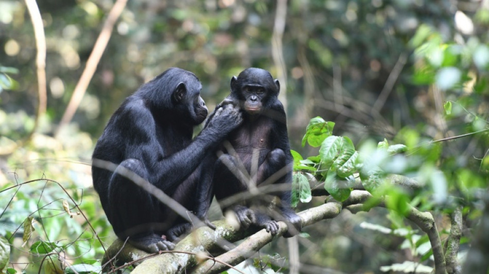 Las hembras bonobo tienen mayor rango social que los machos gracias a su solidaridad