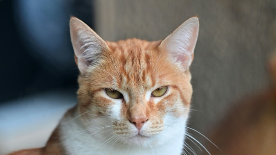 Katze schlägt bei Nachbarn Alarm und rettet Besitzerin so das Leben