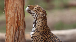 Giaguaro nuota per oltre 1 km, &egrave; record per la specie