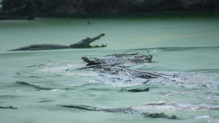 Crocodilo mata mulher em rio na Indon&eacute;sia