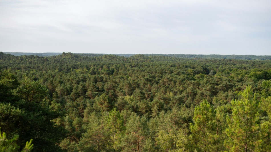 Trees taking drastic measures to survive climate-driven heat