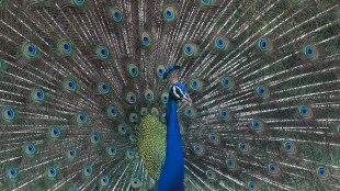 Gli occhi sulla coda dei pavoni trasformano la luce in laser