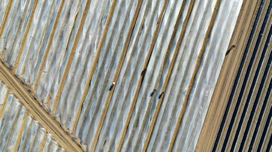 Bauernverband fordert Ausnahme vom Mindestlohn für Saisonkräfte 