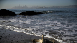 Earliest proof of humans using whale bone tools discovered