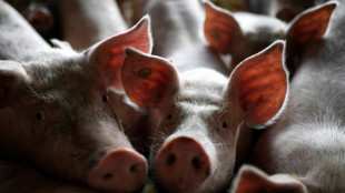 Verpflichtendes Tierhaltungskennzeichen für Schweinefleisch wird verschoben