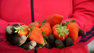 Warentest: Erdbeeren aus Südeuropa nicht stärker pestizidbelastet als heimische