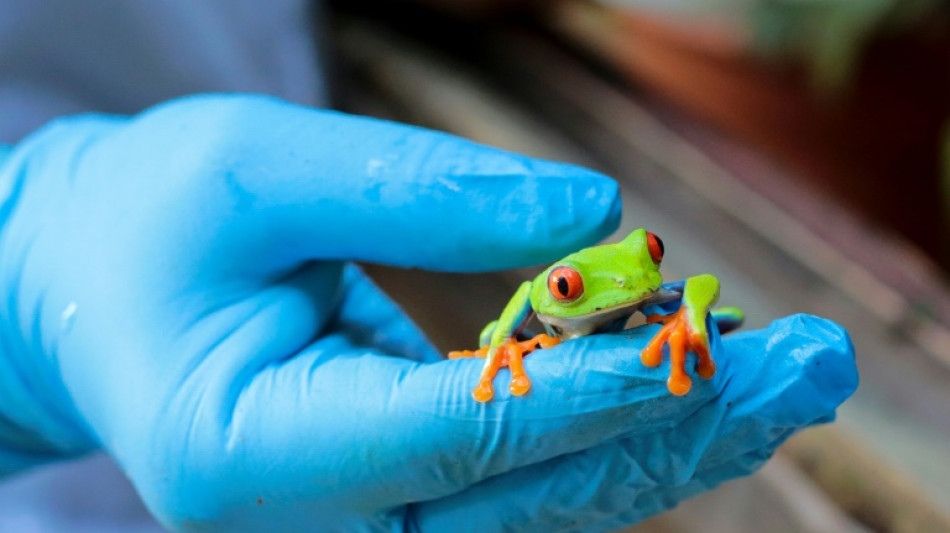 Ranas, boas y ara&ntilde;as  por correo, el negocio de exportaci&oacute;n de animales en Nicaragua