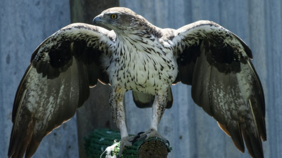 De la Vendée à l'Espagne, un élevage d'aigles réintroduit une espèce menacée
