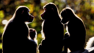 Patriarcato non &egrave; un'eredit&agrave; dei primati, relazioni pi&ugrave; sfumate