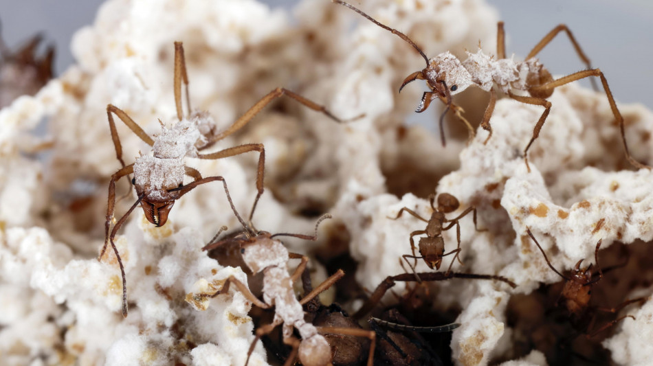 Scoperta la formica Voldemort, &egrave; pallida e vive nell'oscurit&agrave;