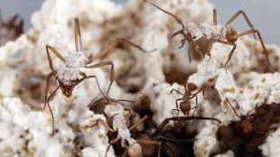 Scoperta la formica Voldemort, &egrave; pallida e vive nell'oscurit&agrave;