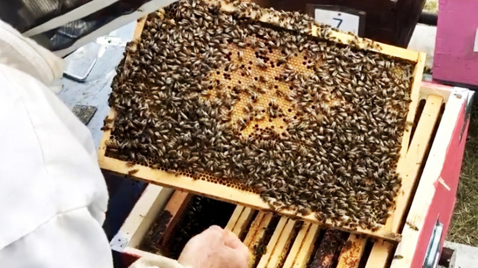 La socialit&agrave; di api e umani guidata dagli stessi geni