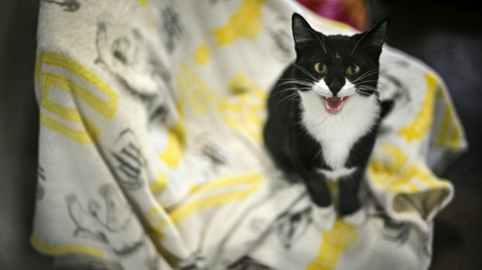 Coût de la vie: les Britanniques abandonnent leurs animaux domestiques