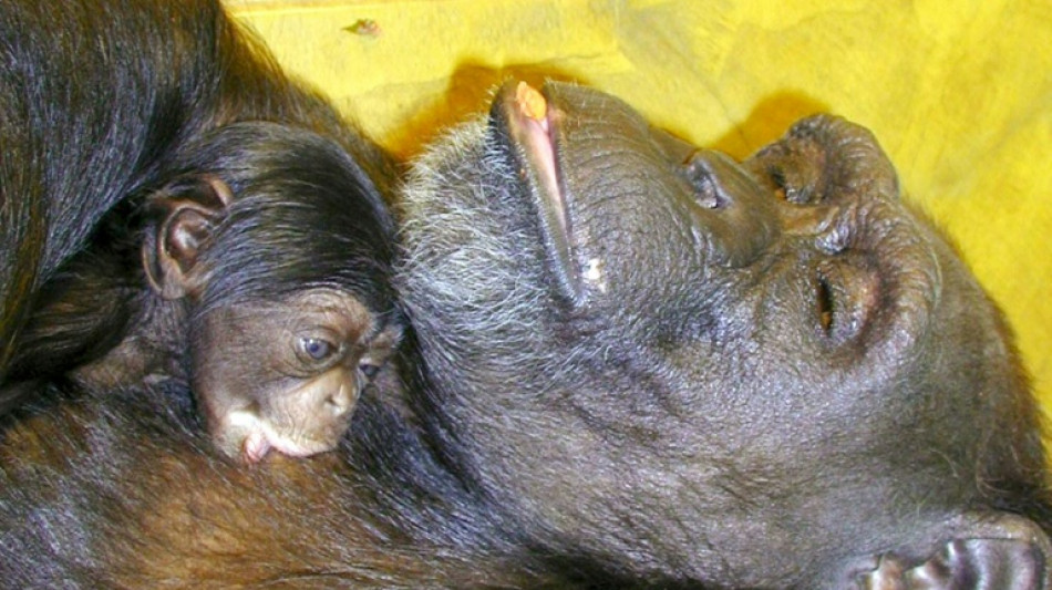 Muere a los 49 a&ntilde;os Ai, la chimpanc&eacute; que dominaba caracteres chinos y el alfabeto ingl&eacute;s