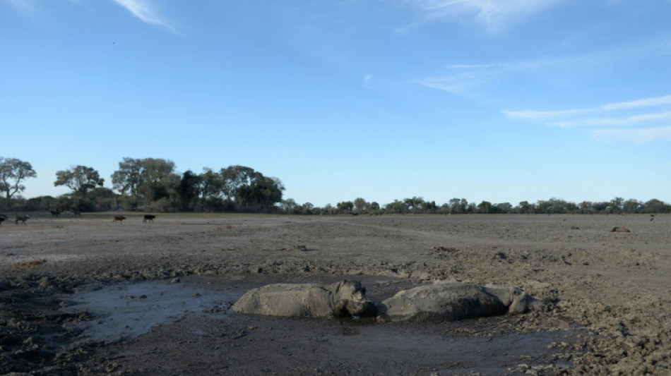 Frente a la muerte, los animales tienen reacciones "muy complejas"