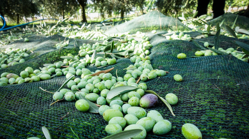 Tumori, il consumo regolare d'olio d'oliva riduce la mortalità